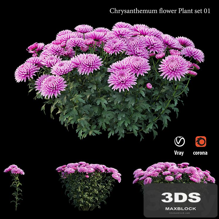 Chrysanthemum flower plant set 01