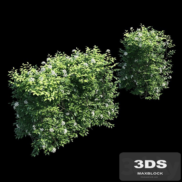 Murraya paniculata hegde