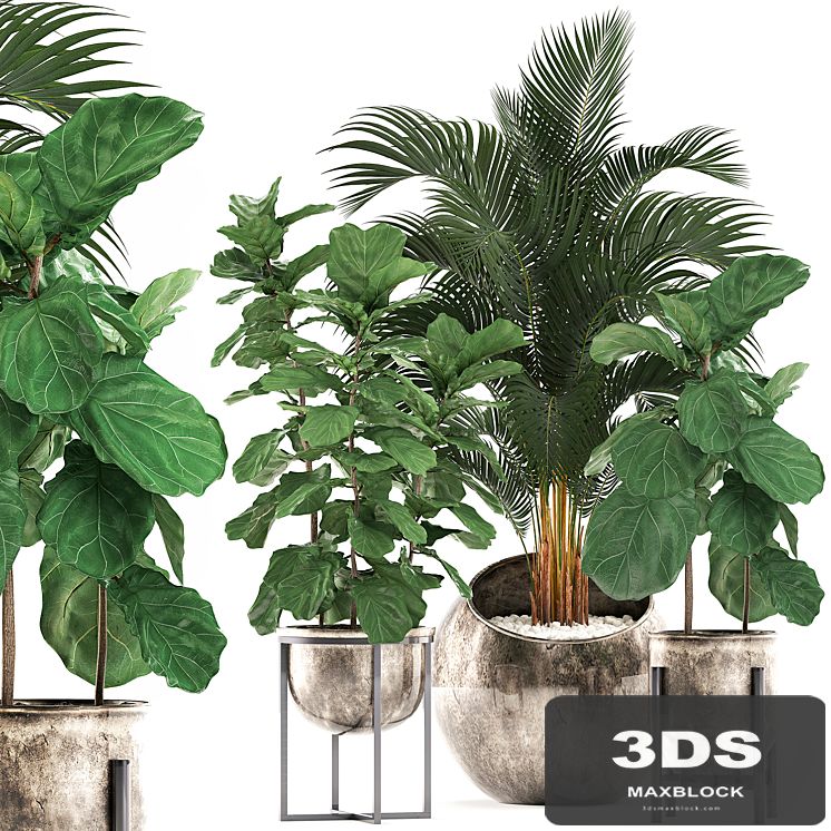 Collection of plants in stylish modern pots with round flowerpot with Palm, Ficus lyrata, pot, luxury. Set 474.
