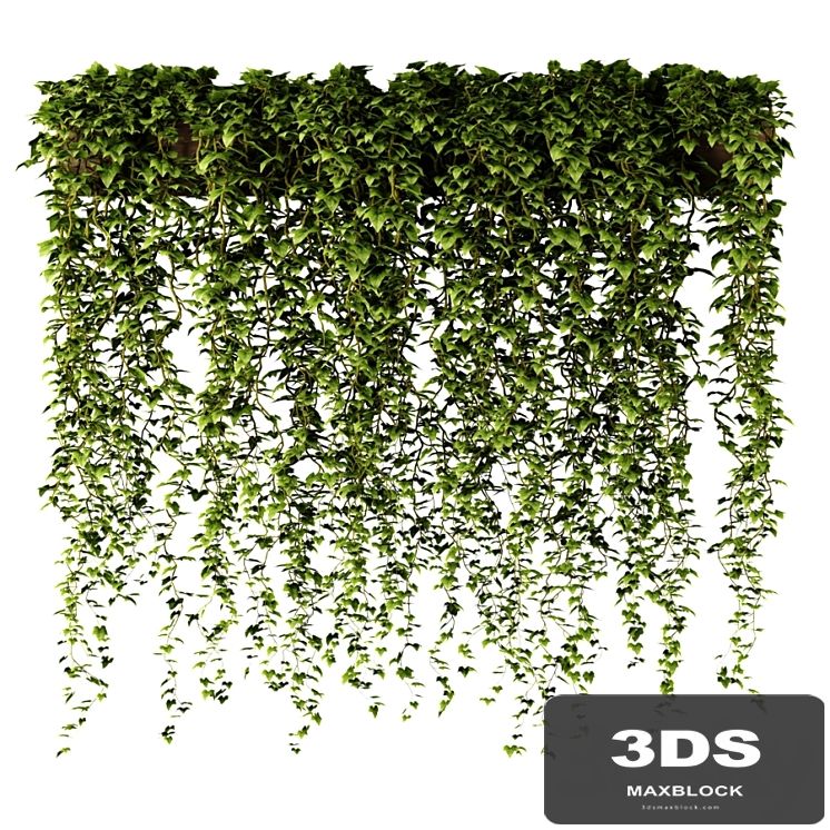 Ivy in a long rectangular planter