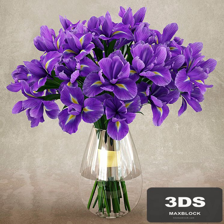 Irises 1