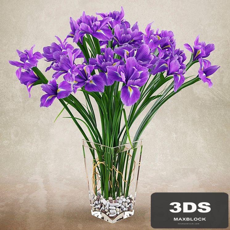 Irises 2