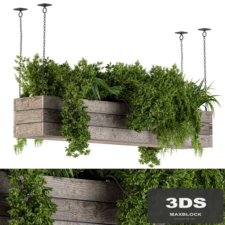 Hanging Plants in Wooden Box