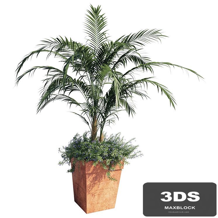 Kentia palm
