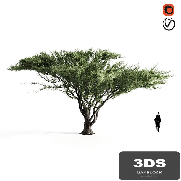 Acacia tortilis