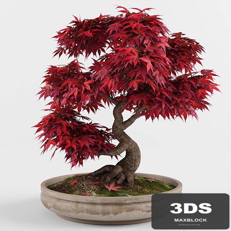 Bonsai japanese maple decorative tree