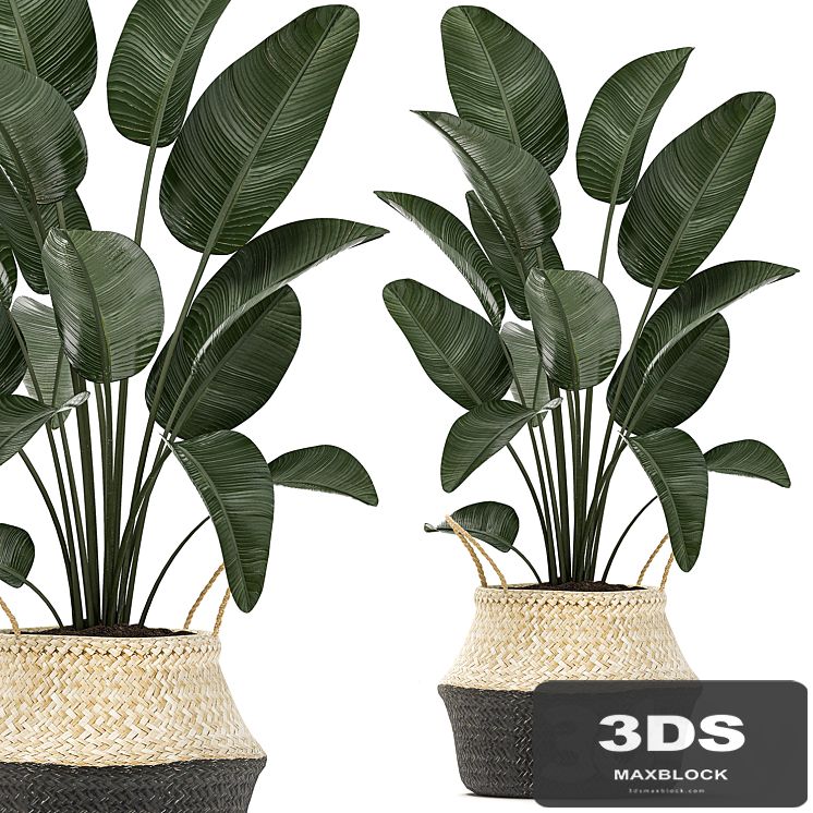 A small lush beautiful indoor Strelitzia in a black basket with handles with a banana palm, ravenala. Set 483.