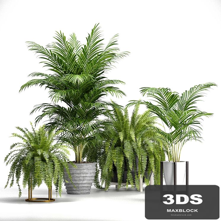 Set of plants No. 3 (Areca palm, fern)