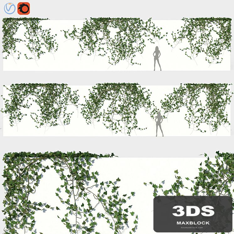 Ivy Wall 03