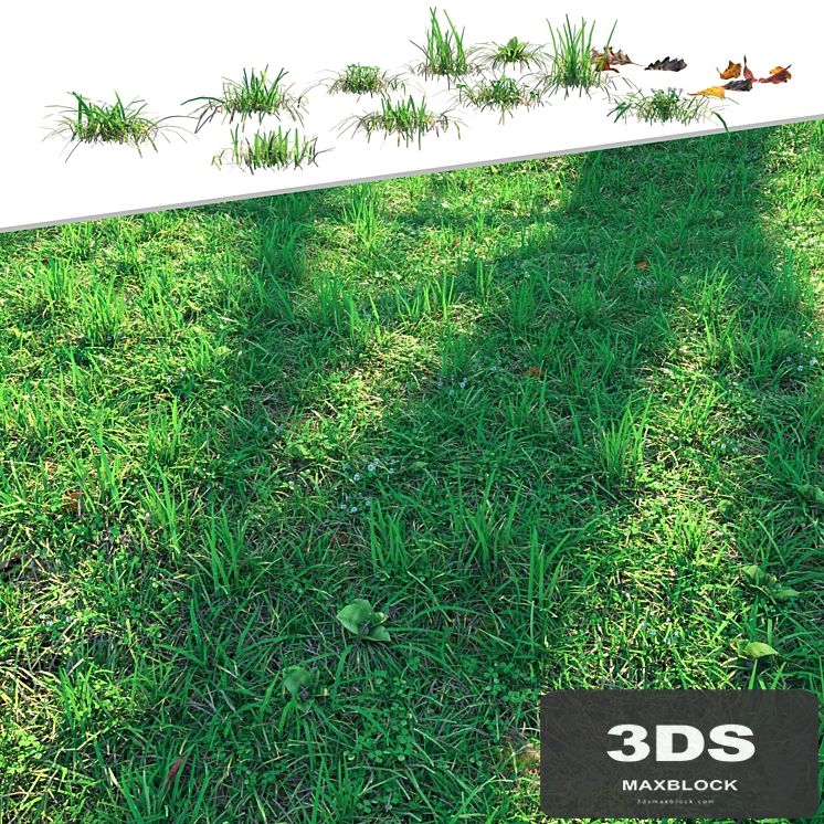 Lawn