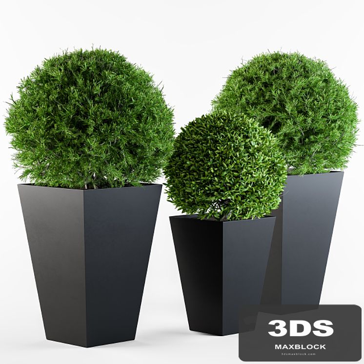 Outdoor plants round