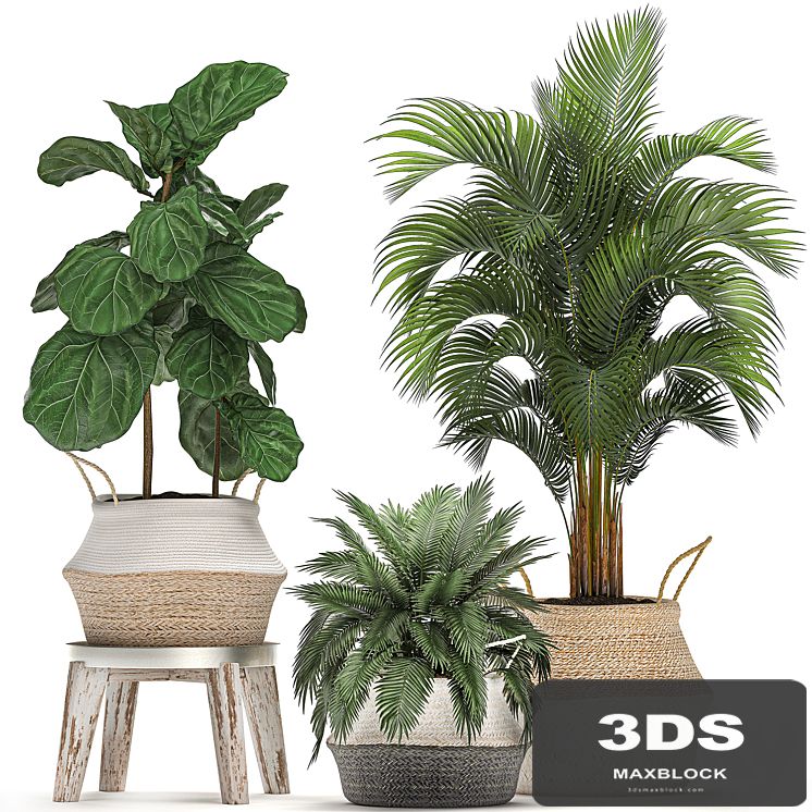 A collection of beautiful small ornamental plants in white baskets with handles with palm, Howea , Ficus lyrata. Set 486.