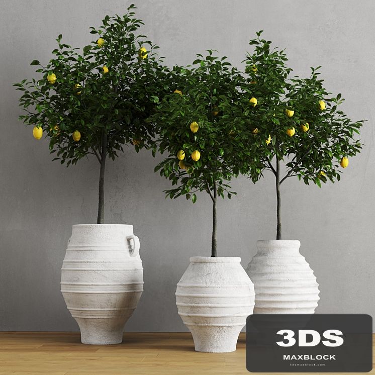 Lemons in clay pots