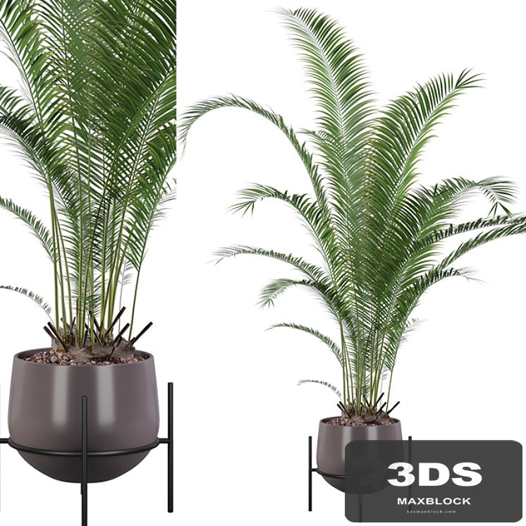 Plants collection 002 - Areca Palm 01