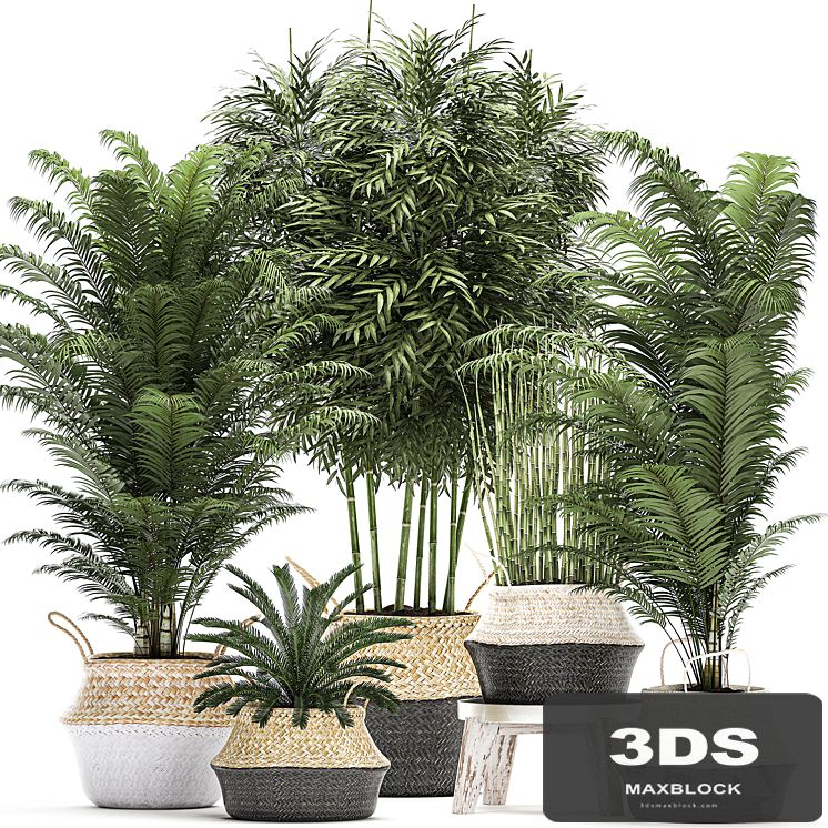 A collection of beautiful lush plants in white baskets with handles with thickets, palm, bamboo, cicada, horsetail. Set 489.