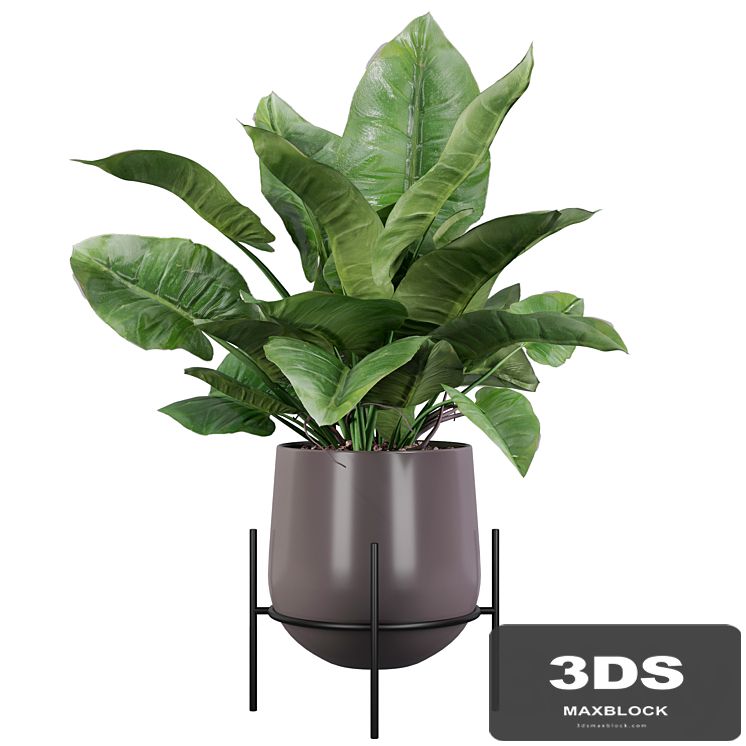 Plants collection 004 - Philodendron imperial green