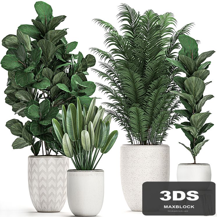 A collection of lush plants in white modern pots with Ficus lyrata, palm, strelitzia. Set 490.