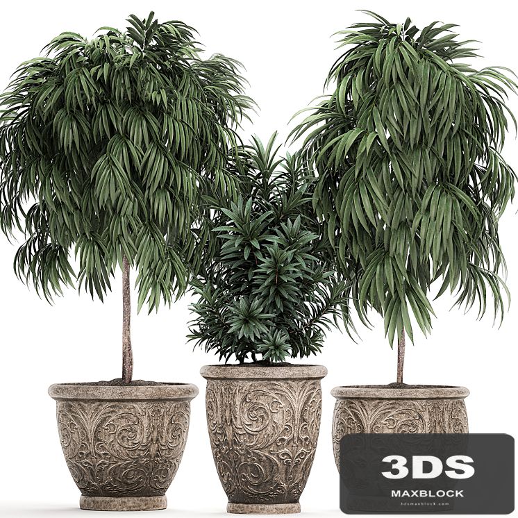 A collection of small ornamental trees for the garden in classic outdoor pots with Ficus ali, Oleander, Topiary. Set 491.