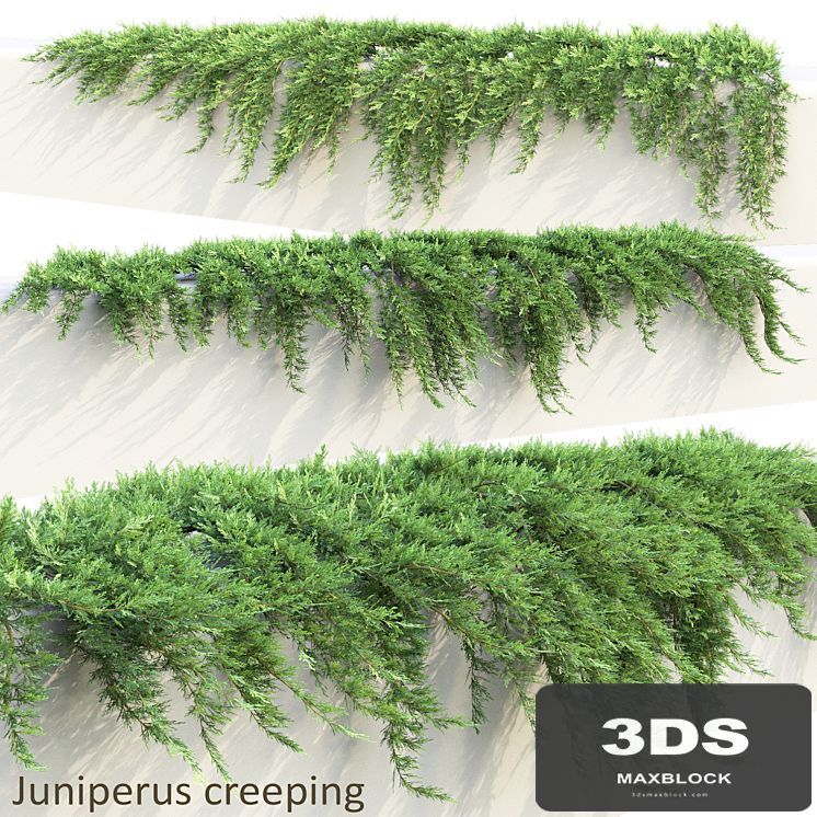 Juniper on retaining wall | Juniperus creeping # 1