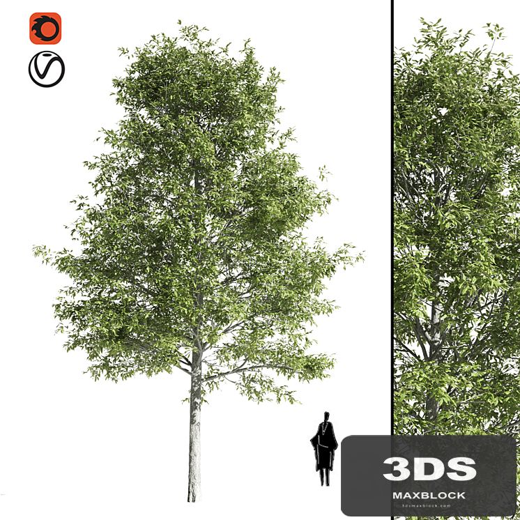 High quality OAK-Tree