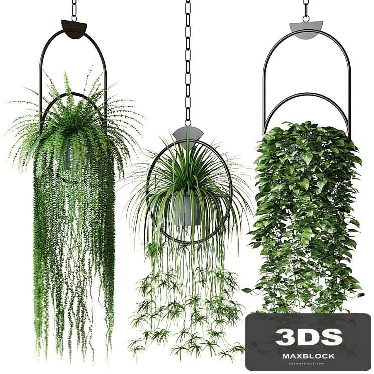 Set of hanging plants in hanging planters 2