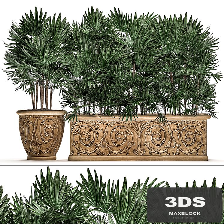 A collection of plants of lush exotic thickets in classic pots vases with monograms Palm rapis. Set 494.