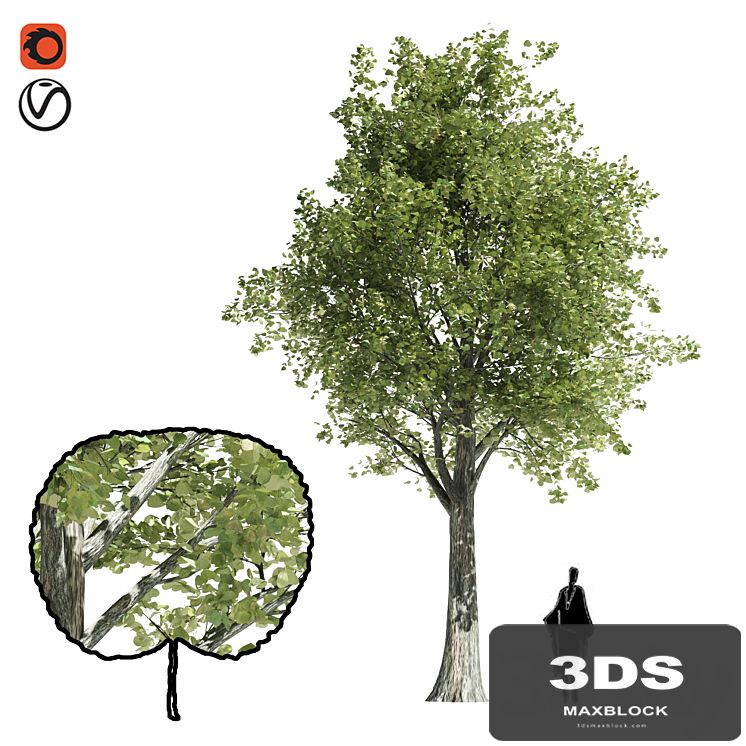 High quality katsura tree