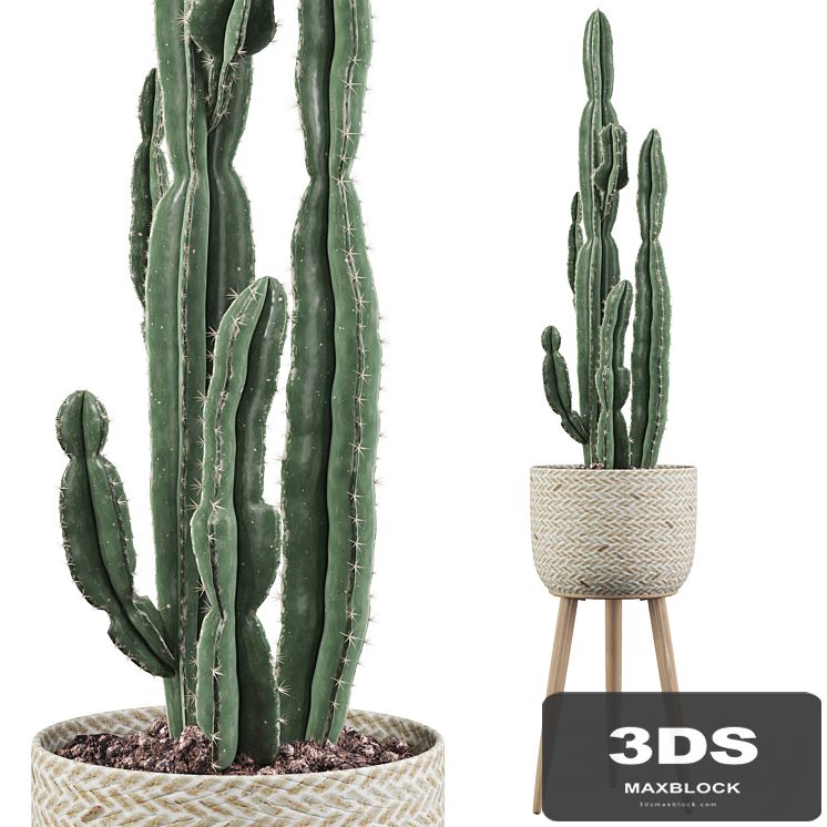 Plants collection 006 - Euphorbia candelabrum 2 cactus