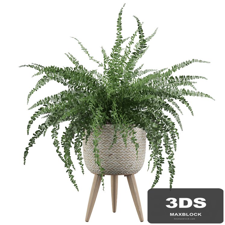 Plants collection 007 - Fern indoor 01