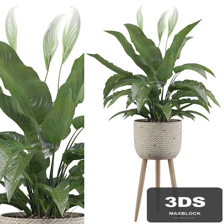 Plants collection 009 - Peace Lily 01