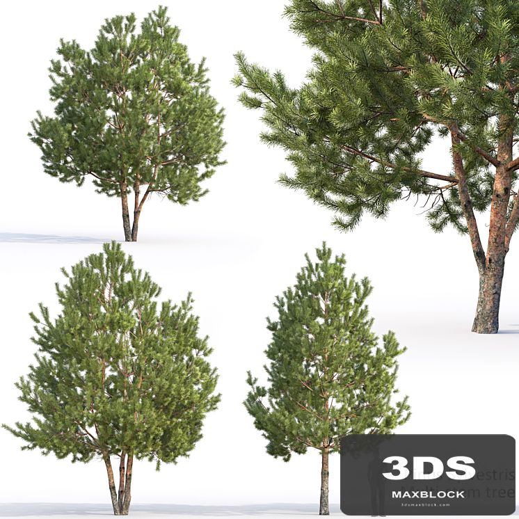 Pine