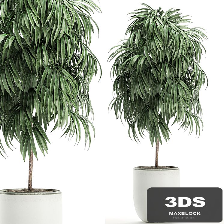 A beautiful small decorative tree in a white modern pot with Ficus Ali. Set 501.
