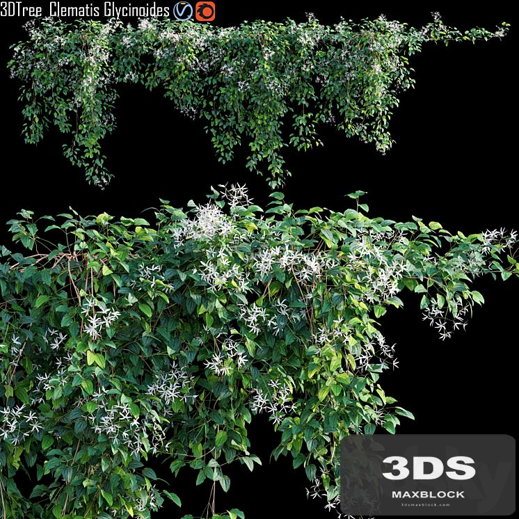 Creeper - Clematis Glycinoides 01