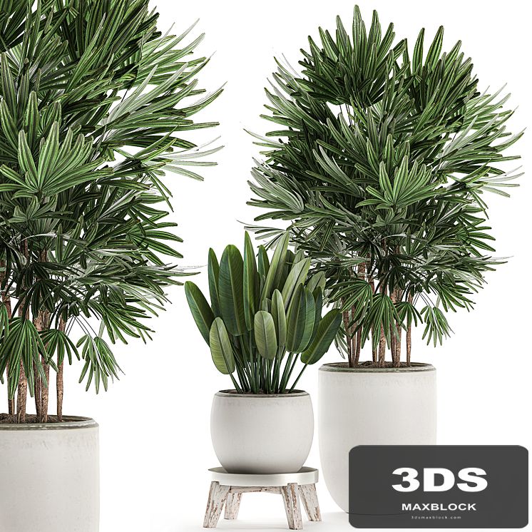Beautiful small lush ornamental palm bushes in a white modern pot with strelitzia, Rhapis. Set 502.