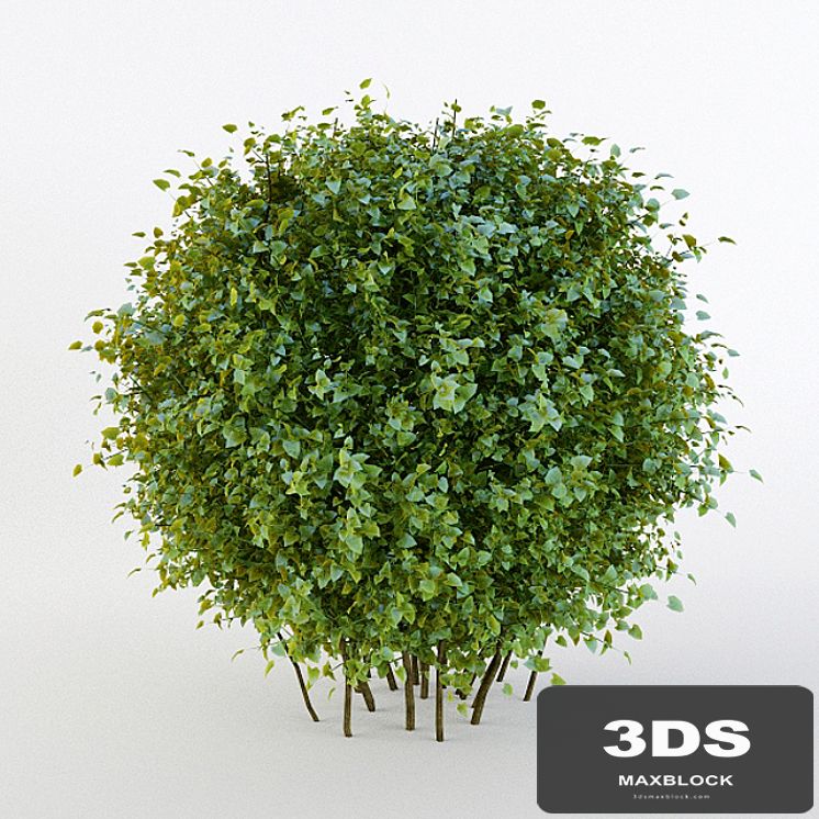 Bush short-haired in the form of a sphere (Pere fill)
