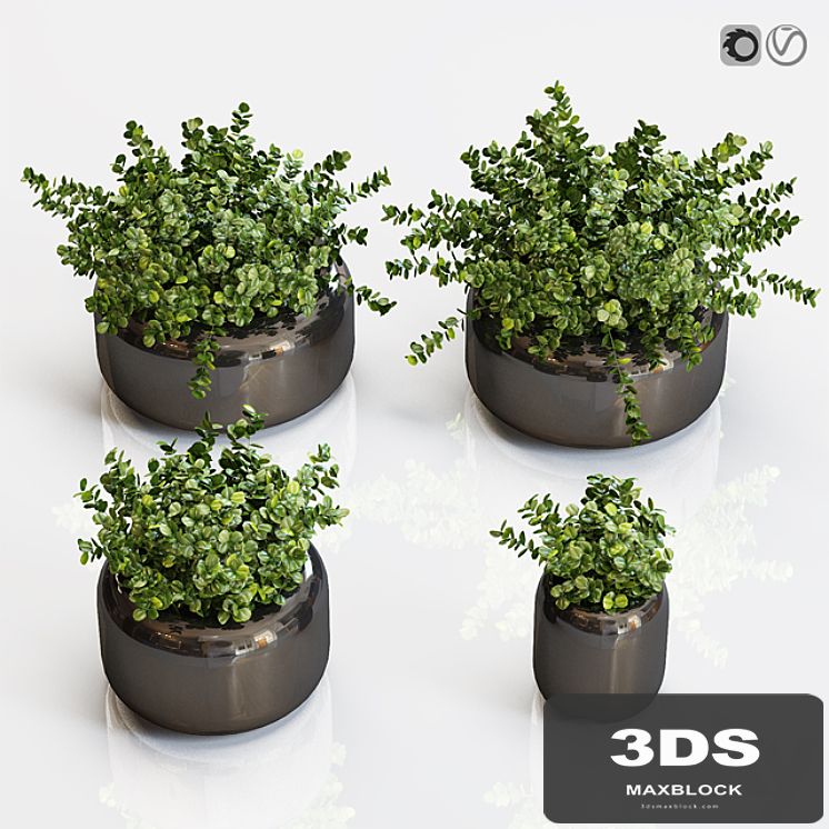 Boxwood plants in a black vase