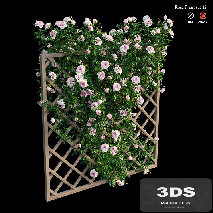 Rose plant set 12