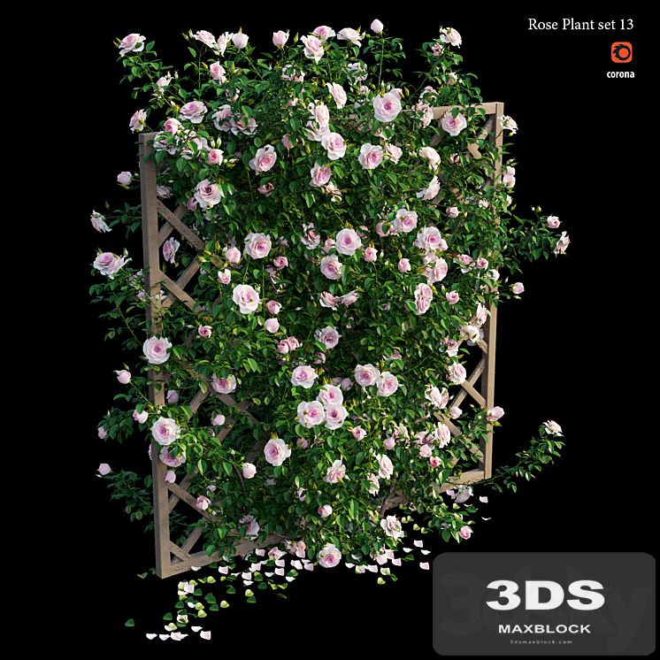 Rose plant set 13