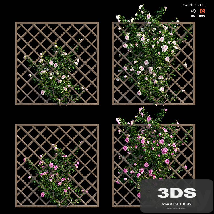 Rose plant set 15