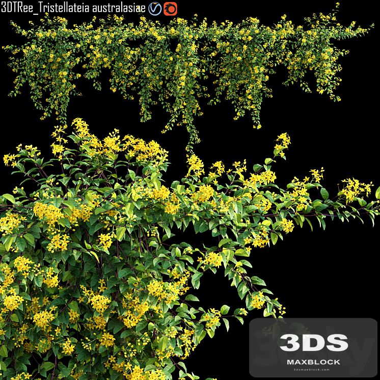 Tristellateia australasiae - Maidens jealousy 01