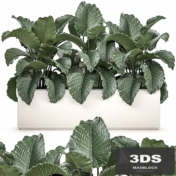Exotic decorative lush thickets of Alchemy bushes in a white pot flowerbed. Set 507.