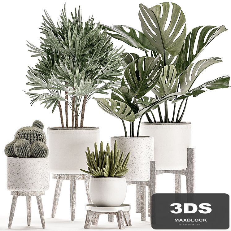 Collection of small plants in white pots on legs with monstera, raspis, palm, cactus, Barrel cactus. Set 509.