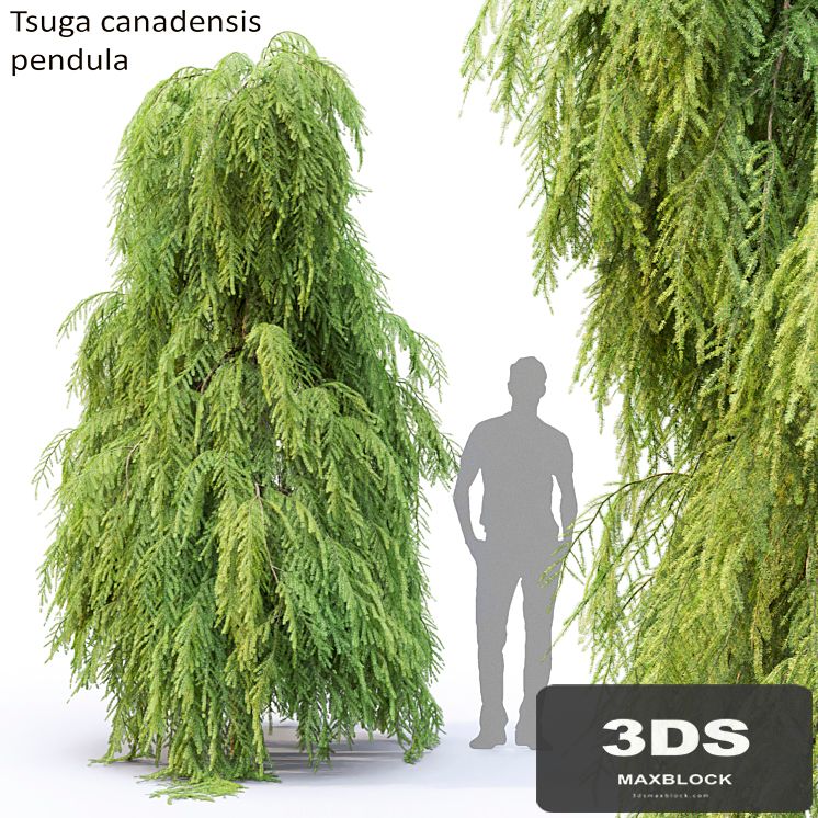 Tsuga Canadian | Tsuga canadensis pendula # 2