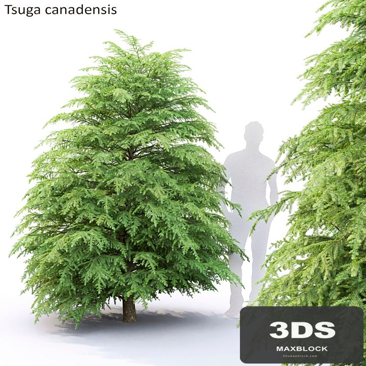 Tsuga Canadian | Tsuga canadensis # 1