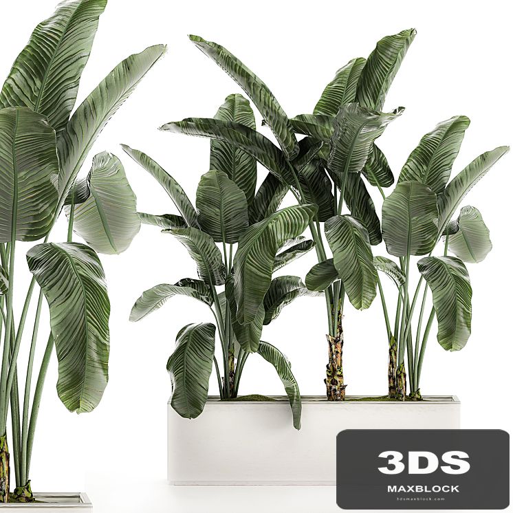 Beautiful lush exotic thickets banana palm in a white pot flowerbed with strelitzia, ravenala. Set 511.