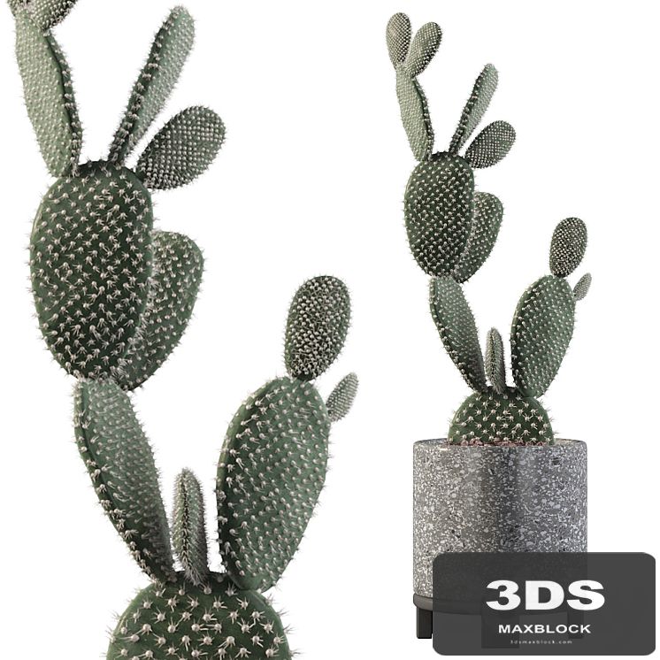 Plants collection 010 - Opuntia microdasys 01