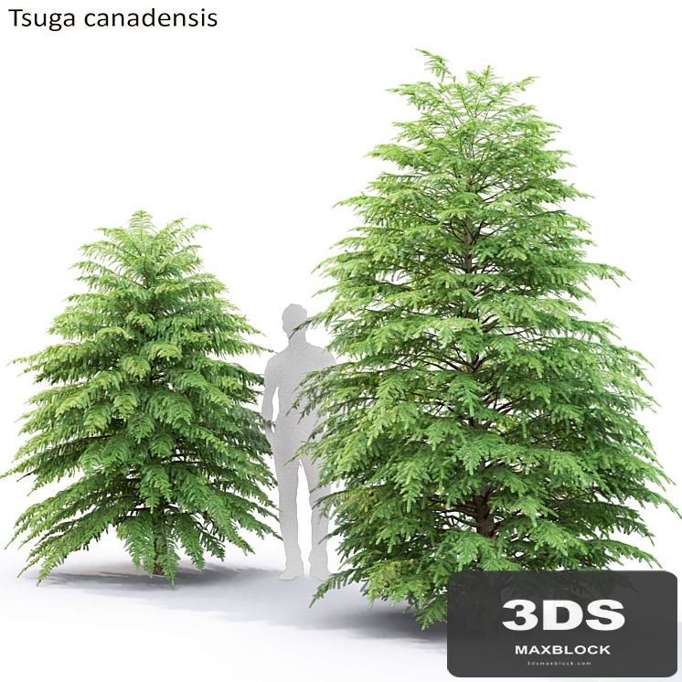 Tsuga Canadian | Tsuga canadensis # 2