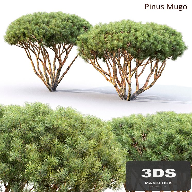 Pine