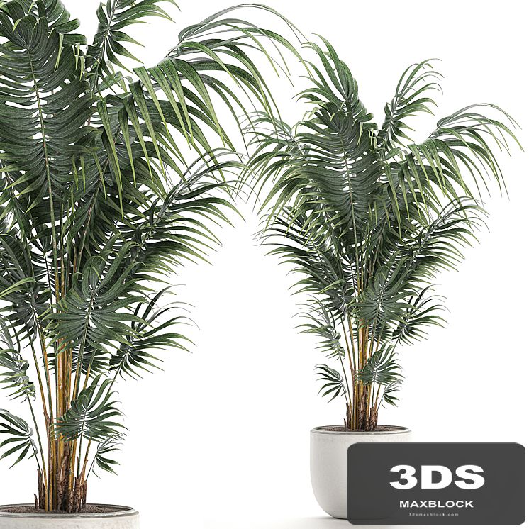 Beautiful decorative lush indoor palm tree in a white modern pot with Hovea, kentia, neanta. Set 518.