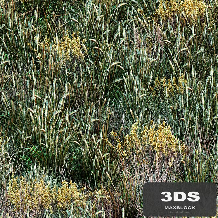 Forest grass 001